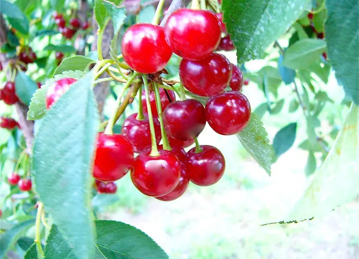 Ripe tart cherries